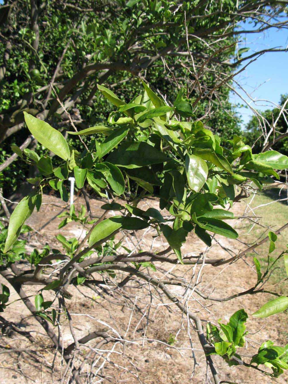              Sun leaves (Winter Haven, FL)       